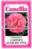 CAMELLIA Carter's Sunburst Pink Jap