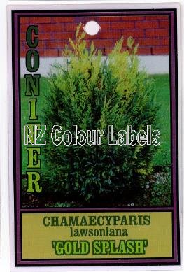 CHAMAECYPARIS l. Gold Splash - Click Image to Close