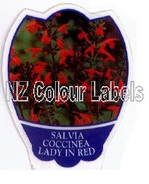 SALVIA coccinea Lady In Red - Click Image to Close