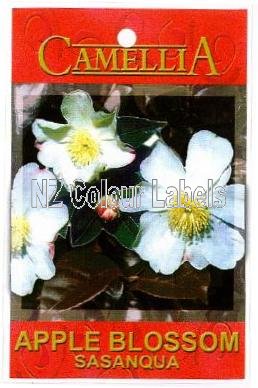 CAMELLIA Apple Blossom - Sasanqua - Click Image to Close