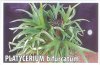 PLATYCERIUM bifurcatum [Staghorn fern]