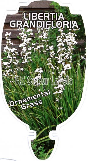 LIBERTIA grandiflora - Click Image to Close