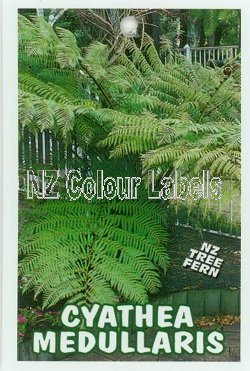 CYATHEA medullaris [Black Tree Fern] - Click Image to Close