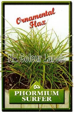 PHORMIUM Surfer - Click Image to Close