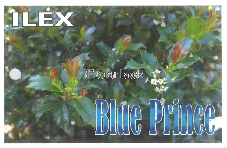 ILEX Blue Prince - Click Image to Close