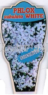 PHLOX subulata White - Click Image to Close