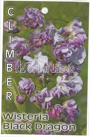 WISTERIA floribunda Black Dragon - Click Image to Close