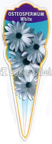 OSTEOSPERMUM White - Click Image to Close