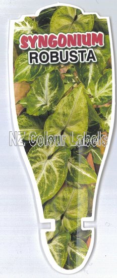 SYNGONIUM P ROBUSTA - Click Image to Close