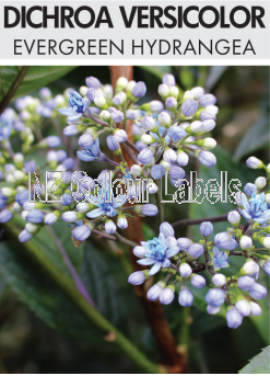 DICHROA VERSICOLOR EVERGREEN HYDRANGEA - Click Image to Close