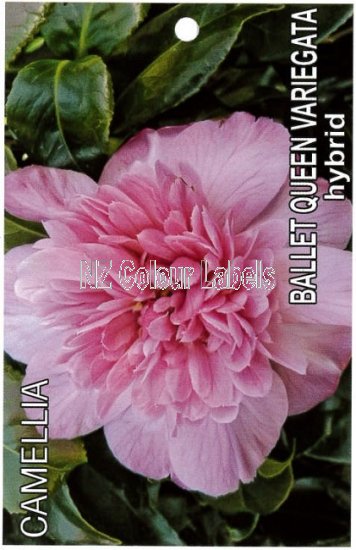 CAMELLIA Ballet Queen Var. Hybrid - Click Image to Close