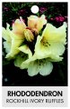 RHODODENDRON ROCKHILL IVORY RUFFLES RHODODENDRON ROCKHILL IVORY RUFFLES