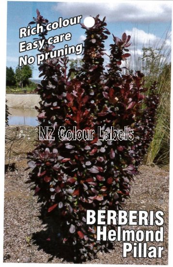 BERBERIS Helmond Pillar - Click Image to Close