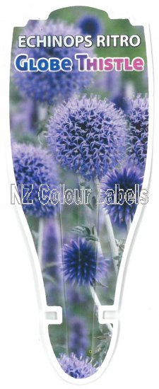 ECHINOPS RITRO - Click Image to Close