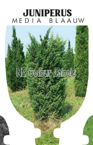 JUNIPERUS X MEDIA BLAAUW - Click Image to Close