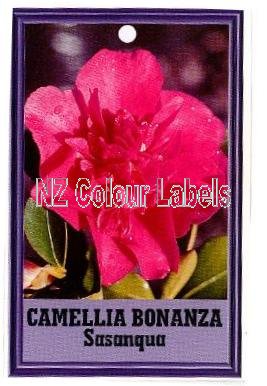 CAMELLIA Bonanza Sasanqua - Click Image to Close