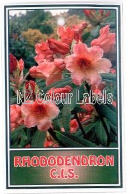 RHODODENDRON Cis - Click Image to Close