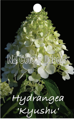 HYDRANGEA Kyushu - Click Image to Close