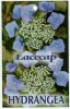 HYDRANGEA Lacecap Blue