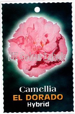 CAMELLIA El Dorado Hybrid - Click Image to Close