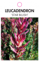 LEUCADENDRON STAR BLUSH