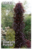 FAGUS Dawyck Purple