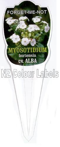 MYOSOTIDIUM hortensia Cv Alba - Click Image to Close