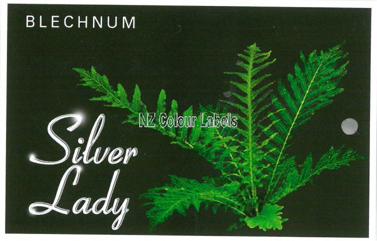 BLECHNUM gibbum SILVER LADY - Click Image to Close