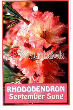 RHODODENDRON September Song - Click Image to Close