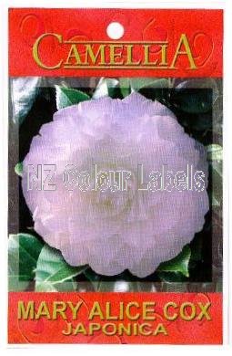 CAMELLIA Mary Alice Cox - Click Image to Close