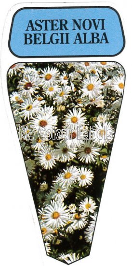 ASTER Novi Belgii Alba - Click Image to Close