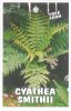 CYATHEA smithii