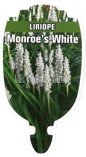 LIRIOPE Monroe's White - Click Image to Close