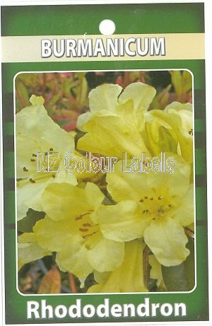 RHODODENDRON Burmanicum - Click Image to Close