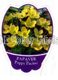 PAPAVER Poppy Pacino - Click Image to Close