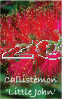 CALLISTEMON Little John