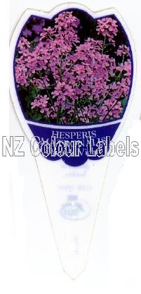 HESPERIS matronalis - Click Image to Close