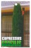 CUPRESSUS Gracilis