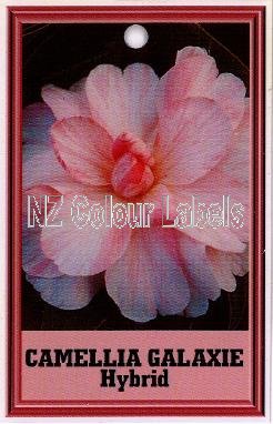 CAMELLIA Galaxie Hybrid - Click Image to Close