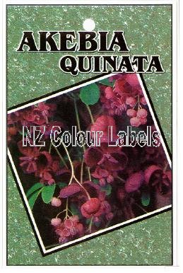 AKEBIA quinata [Five Leafed Akebia] - Click Image to Close