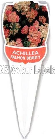 ACHILLEA Salmon Beauty - Click Image to Close