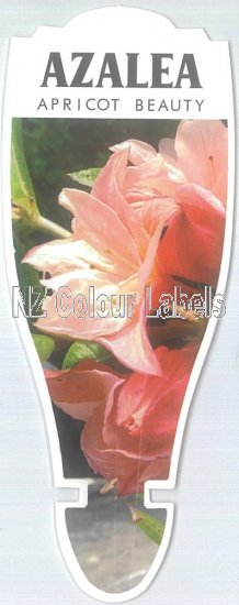 AZALEA Apricot Beauty - Click Image to Close