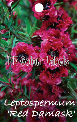 LEPTOSPERMUM Red Damask - Click Image to Close