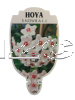 HOYA Snowball