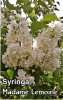 SYRINGA Madame Lemoine