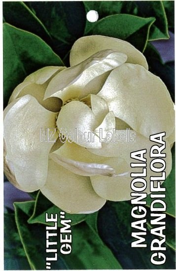 MAGNOLIA gr. Little Gem - Click Image to Close