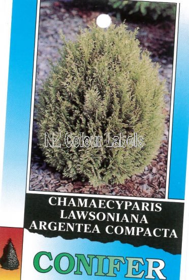 CHAMAECYPARIS l. Argentea Compacta - Click Image to Close