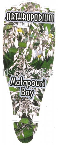 ARTHROPODIUM Matapouri Bay - Click Image to Close