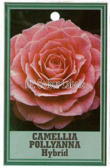 CAMELLIA Pollyanna Hybrid - Click Image to Close