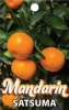 MANDARIN Satsuma